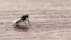 Stubenfliege (2).jpg